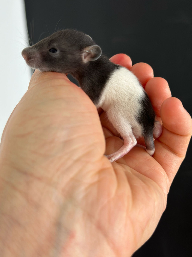 bébés rats dans Petits animaux à adopter  à Ville de Montréal - Image 3