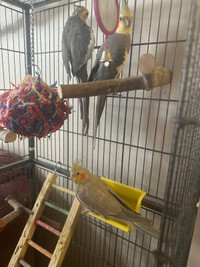 Cockatiels