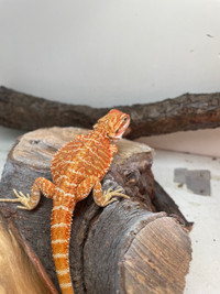Baby Bearded Dragons Available