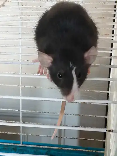 rat dumbo 50$ch 2 males pour 90$, View more
