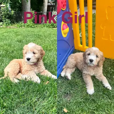 We have 4 precious puppies still available from our April 19th litter — healthy, vaccinated, and ful...