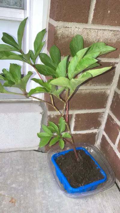 Hey, I am selling Perennial Tall Pink Peony Plants. - Nice as a cut flower as well they last for a w...