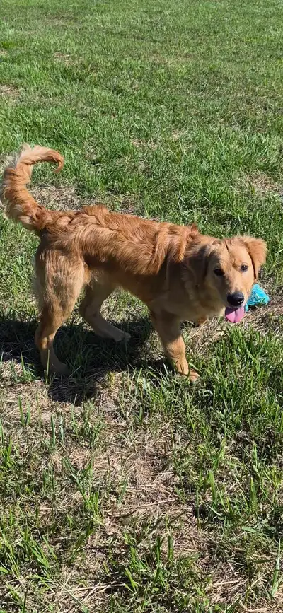 Golden Retriever, View more