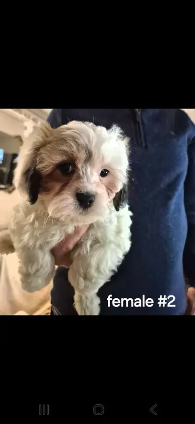 Maltese/Bishon, View more