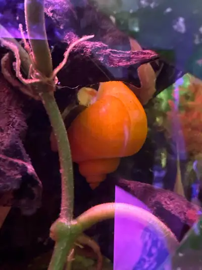 Escargot pomme, View more