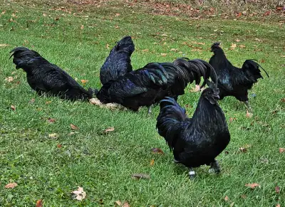 Purebred Ayam Cemani Chicks. Very dark parents. These chicks are a first-generation (F1) outcross, o...