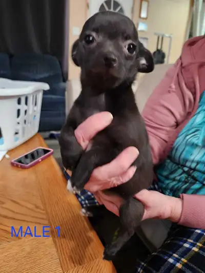 chihuahua puppies , View more