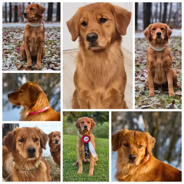 Female Golden Retriever in Dogs & Puppies for Rehoming in Mississauga / Peel Region - Image 6