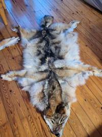 Wolf pelt for sale