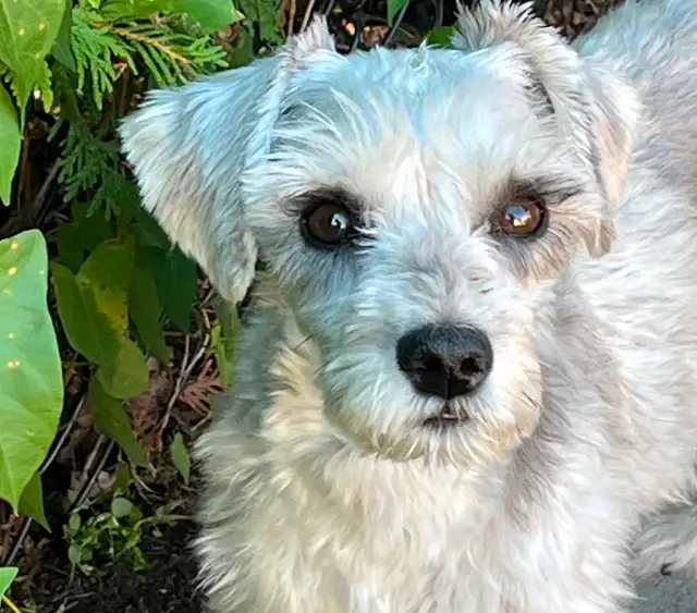 1 male - Miniature Schnauzer puppy in Dogs & Puppies for Rehoming in Ottawa - Image 11