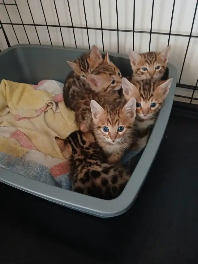 bengal pure race in Cats & Kittens for Rehoming in Laval / North Shore - Image 4