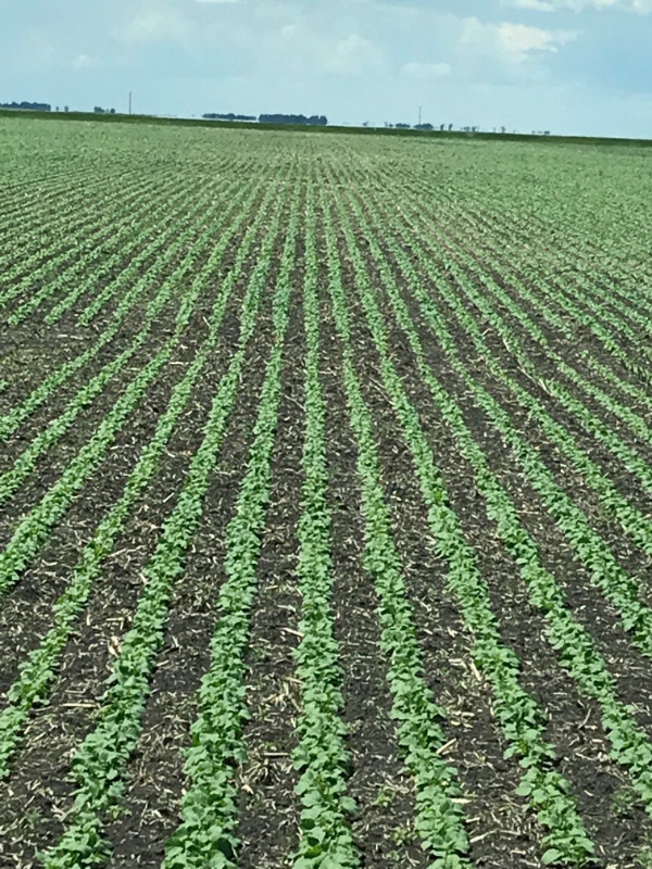 Canola Planter 48r20 on tracks for sale Farming Equipment Winnipeg