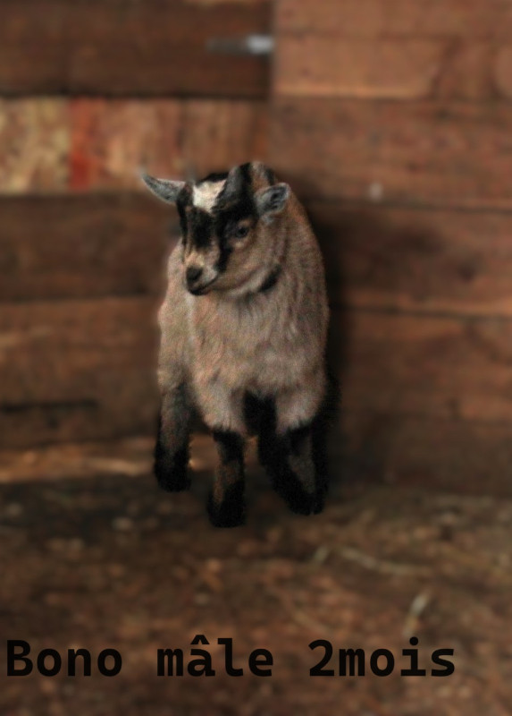Adorables chèvres naines dans Accessoires pour bétails et chevaux  à Thetford Mines - Image 2