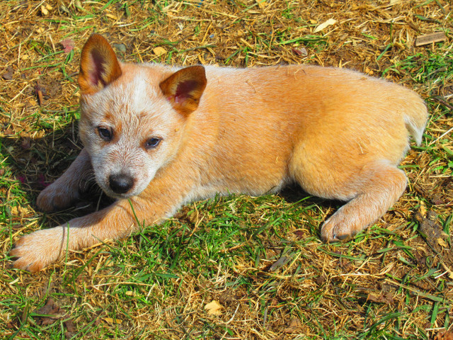 ACD Red and Blue Heeler Puppies in Dogs & Puppies for Rehoming in Prince George - Image 4
