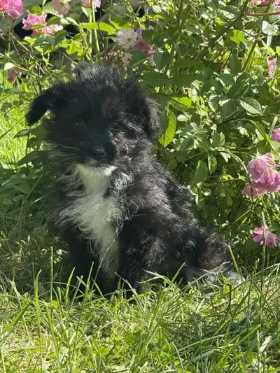 Jolie chiot caniche shih Tzu croisé caniche, View more