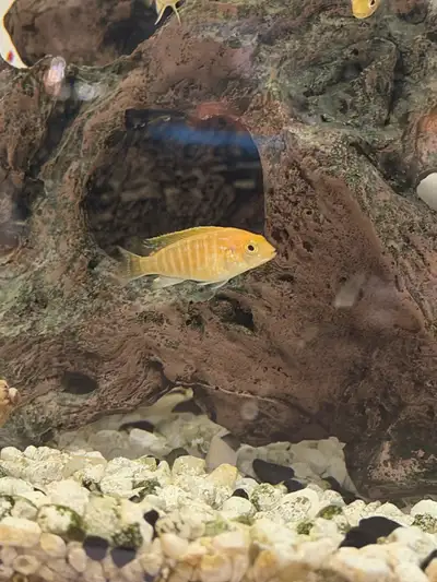 Juvenile Yellow Cichlids , View more