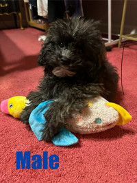 Adorable Shihpoo/Toy Poodle Male Puppy