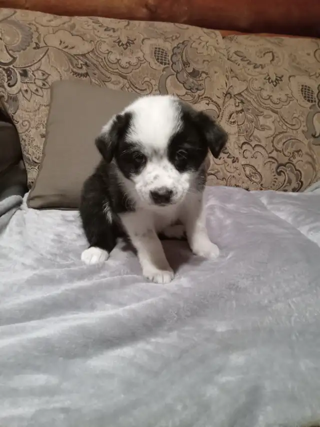 Black Shepherd/Australian Shepherd/Collie cross puppies in Dogs & Puppies for Rehoming in Nelson - Image 10