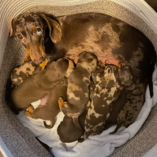 Miniature  Dachshund Puppies - one male chocolate pup available in Dogs & Puppies for Rehoming in Cambridge - Image 3