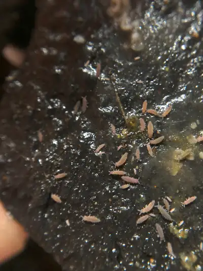 Lilac Springtails, View more