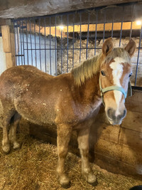 2year old gelding