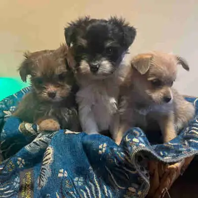 POMCHIPOO PUPPIES, View more