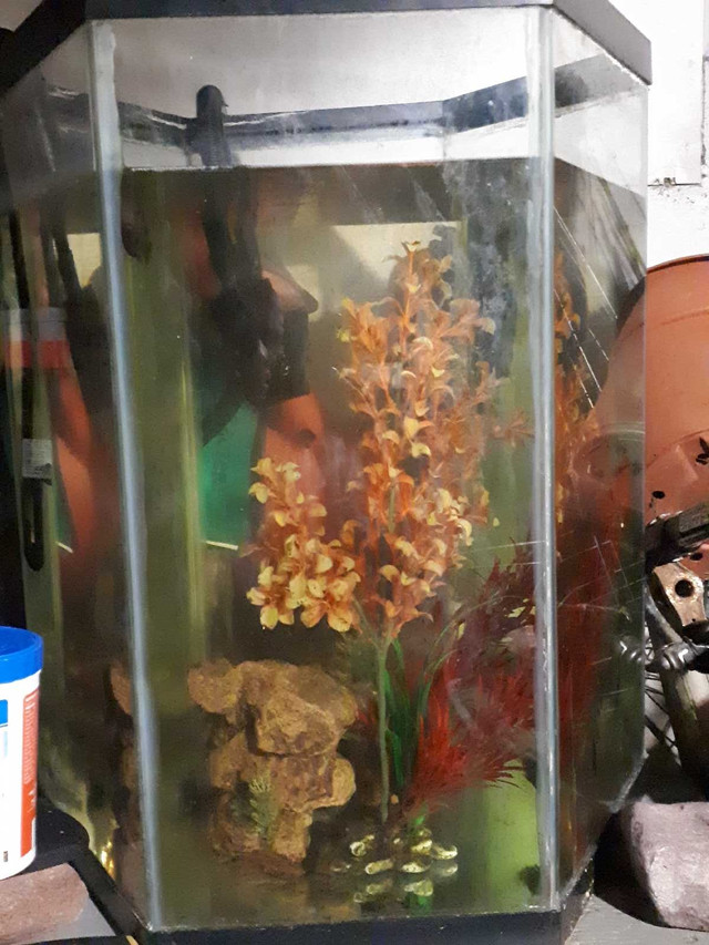 Trade bare 20 gal hexagon tank for larger longer tank in Fish for Rehoming in Dartmouth