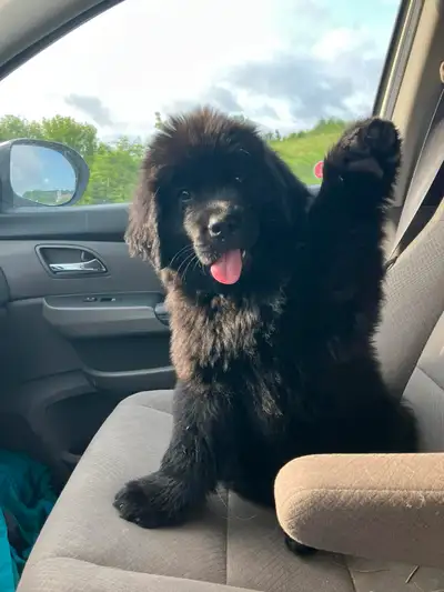 Female Newfoundland Puppy, View more