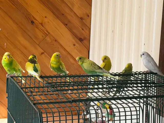 budgie bird   in Birds for Rehoming in Chilliwack - Image 9