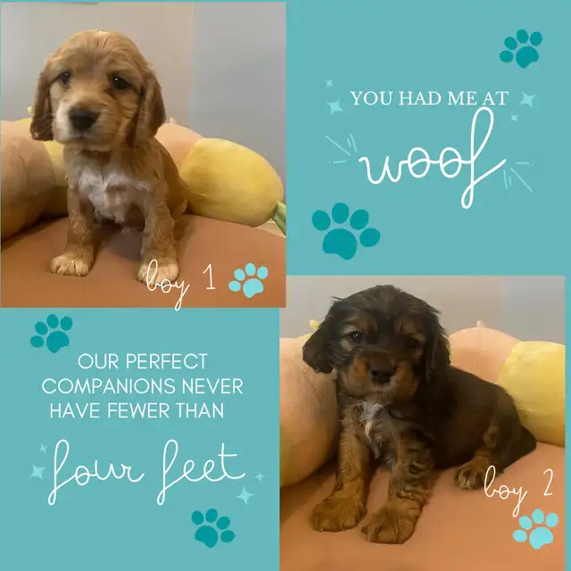 Purebred American Cocker Spaniel Puppies in Dogs & Puppies for Rehoming in Oshawa / Durham Region - Image 8