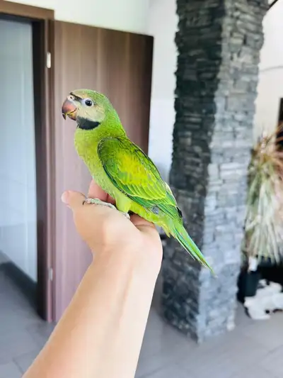 **For Sale: Rare Handfed and Hand-tame Moustache Parakeet female * We are pleased to announce the av...
