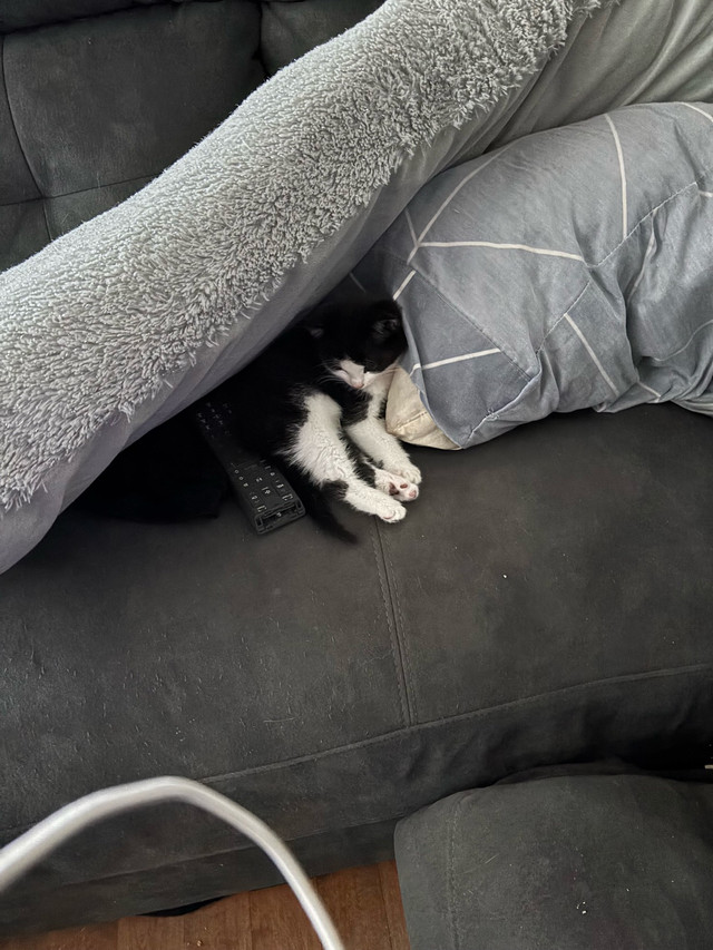 bébé chat 9 semaines à adopter dans Chats et chatons à adopter  à Ville de Québec