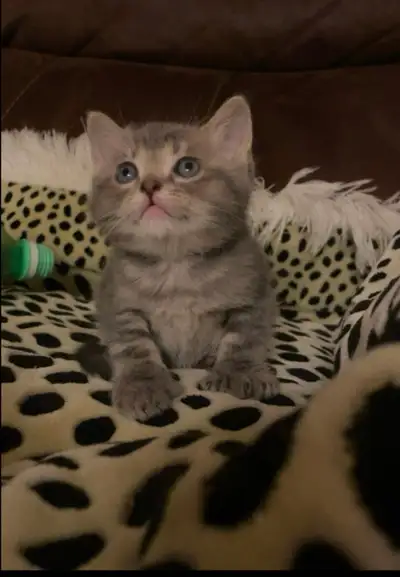 We have 6 adorable kittens ( 3 SOLD) ready to find new homes. Kittens are short/medium hair and poly...