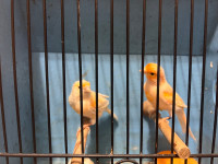 Canaries Red mosaic breeding pair 