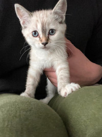 friendly and cuddly (male) kitten, must go by Wednesday
