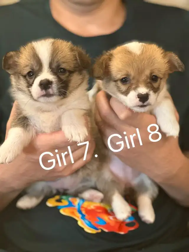 Two months old Welsh Corgi puppies in Dogs & Puppies for Rehoming in City of Toronto - Image 5