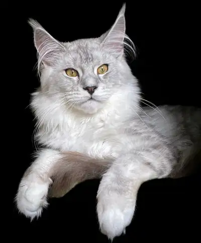 maincoon, View more