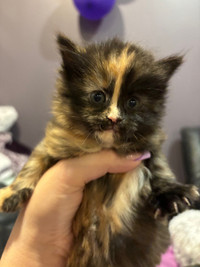 Beautiful Calico and tabby/ragdoll mixed kittens 