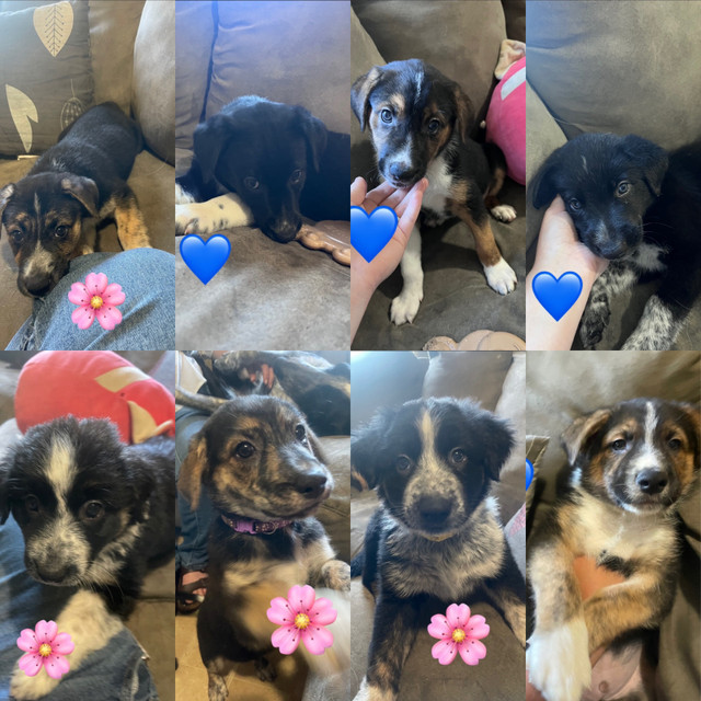 Available now! Border Collie x Lab/blue heeler puppies Dogs & Puppies for Rehoming Kawartha