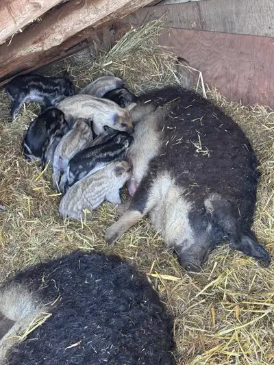 proven Mangalica Mangalitsa sow, View more