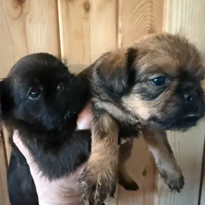 These adorable Brussels Griffon puppies are looking for their forever homes! These little guys are f...