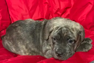 Purebred Cane Corso Puppies, View more