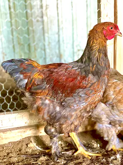 Coq Brahma, View more