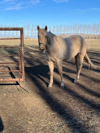 Pending 2 year old quarter horse 