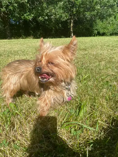 chienne yorkshire terrier, View more