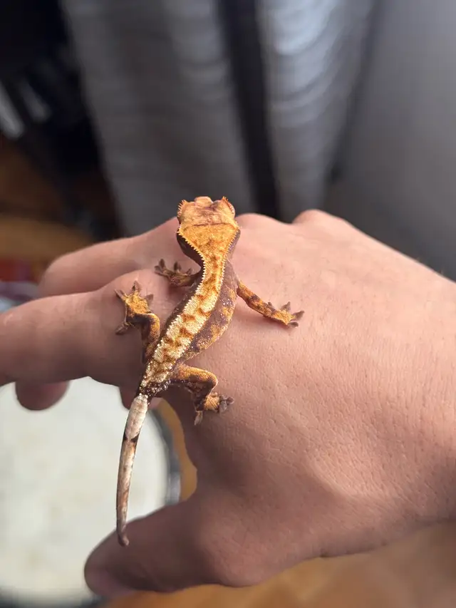 Tri-Color Extreme Harlequin Crested Gecko in Reptiles & Amphibians for Rehoming in City of Montréal - Image 8