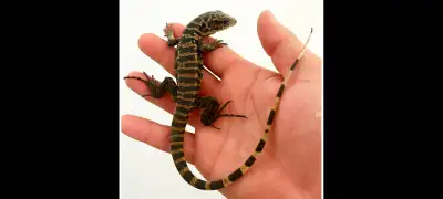 Baby Gold Tegu, View more