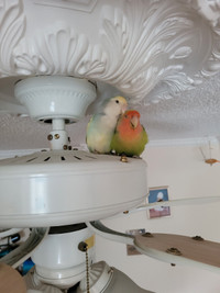 Two beautiful lovebirds with cage