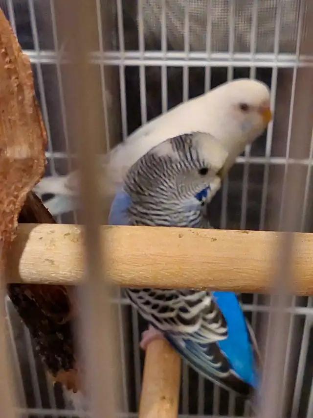 Budgies with cage in Birds for Rehoming in Markham / York Region - Image 8