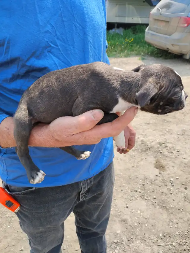 Purebred Boston Terriers in Dogs & Puppies for Rehoming in Edmonton - Image 4